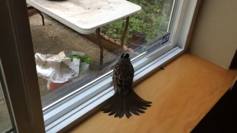 bird near glass window
