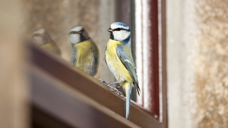 bird perched on windowsill