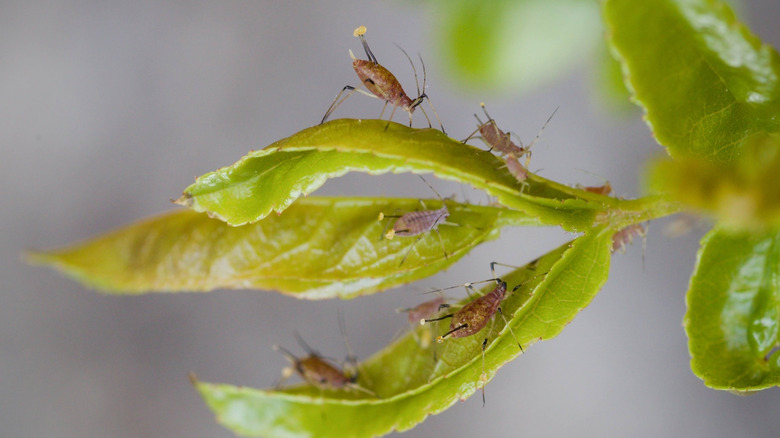 Bugs feeding on a plant and excreting honeydew