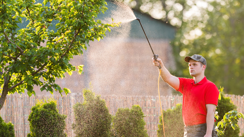 gardener spraying tree with pesticide