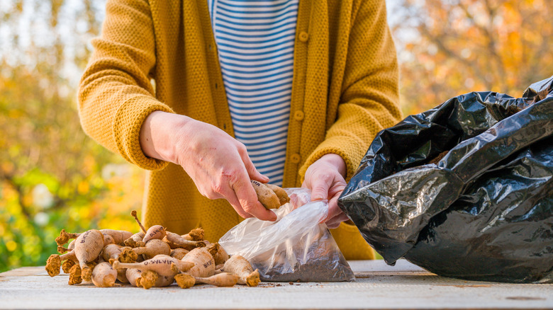 Gardener gathering and preparing dahlia tubers for winter