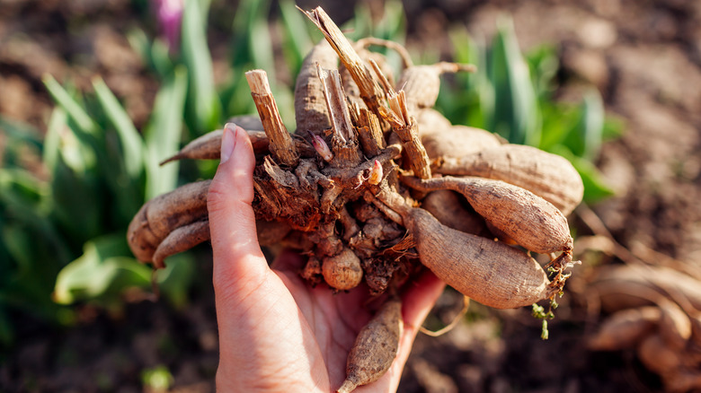 Person holding dahlia tubers in the garden