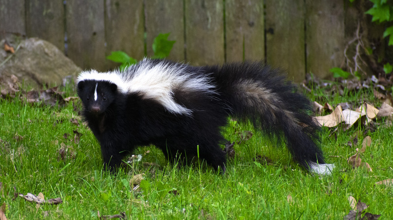 Skunk in yard