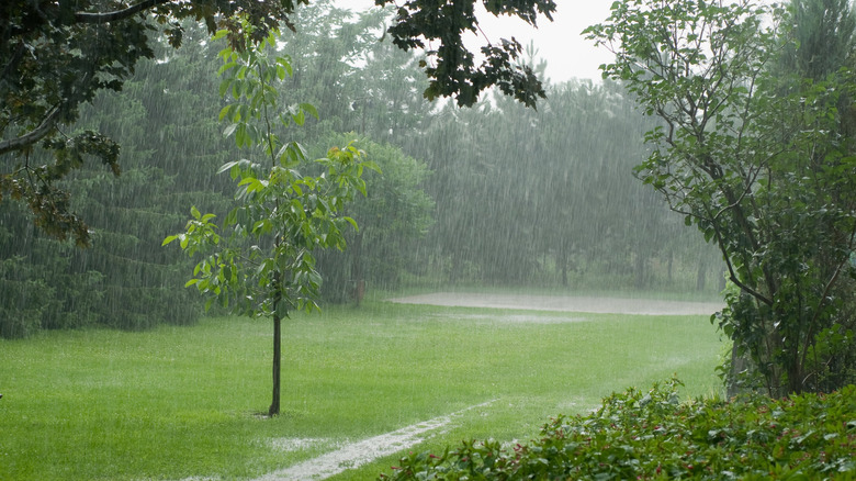 Rain puddles on a grassy lawn during a downpour