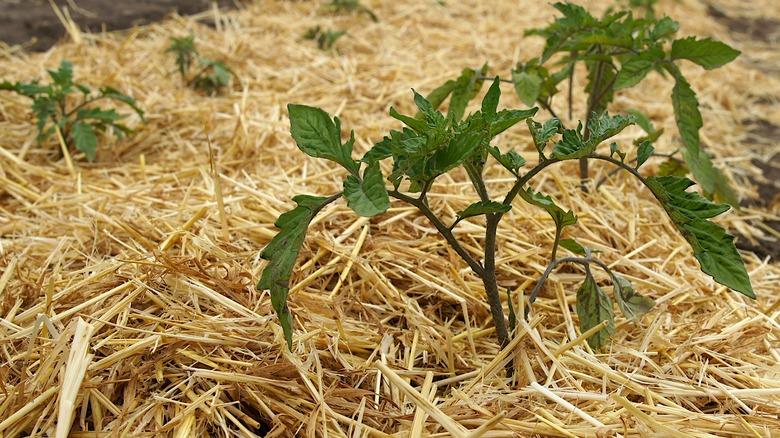 straw mulch with seedlings