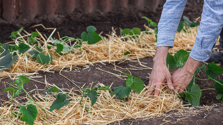 adding hay to growing plants