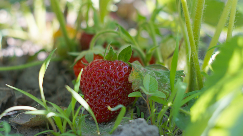 Strawberries grow while being shaded by green foliage