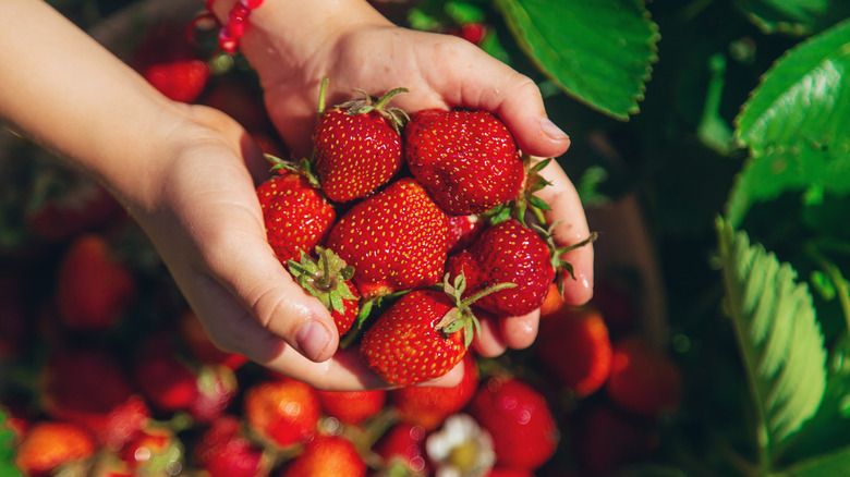 Two hands are seen holding a large harvest of plucked red strawberries, with a blurred background of ripe strawberries and their foliage