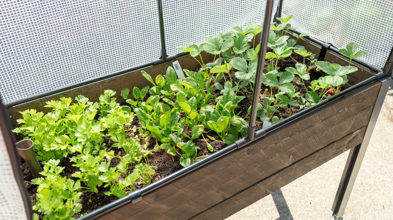 Strawberries and spinach grow together in a raised garden bed