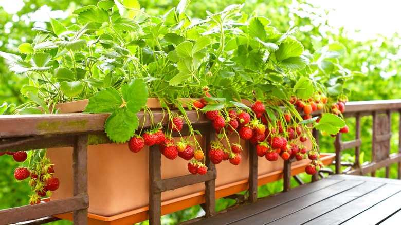 Strawberry plant bearing fruits