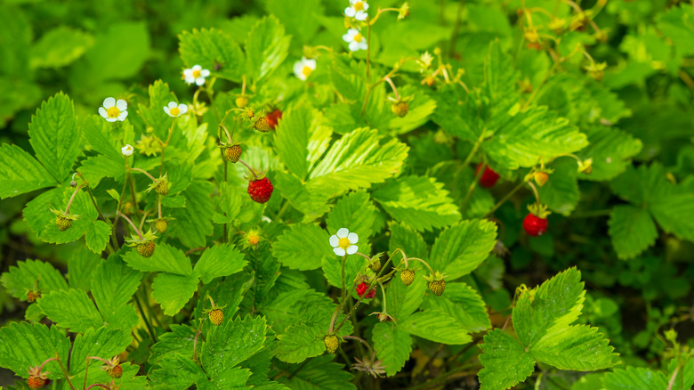 wild strawberry plants with fruit