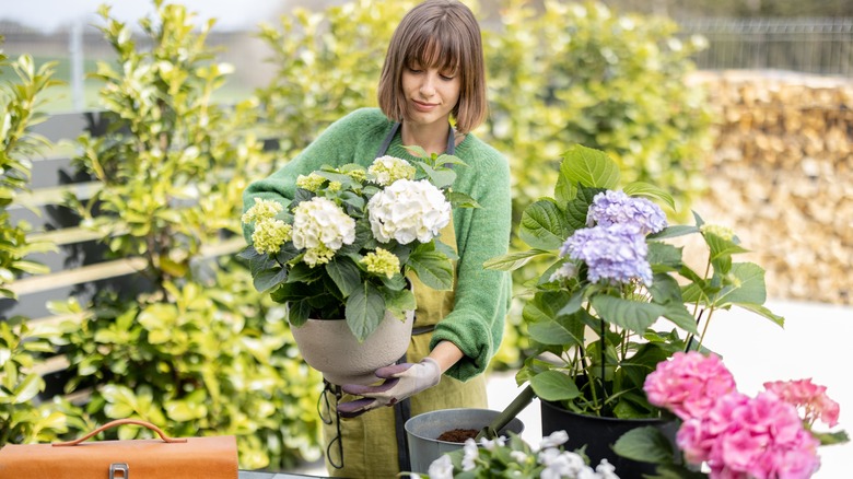 Woman with potted hydrangeas