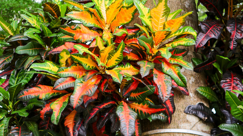 A colorful, thriving croton planted outdoors