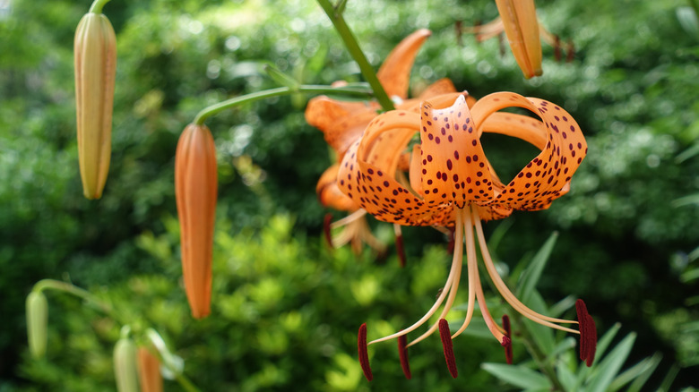 A close-up image of the orange Columbia lily shows its abundant red spots
