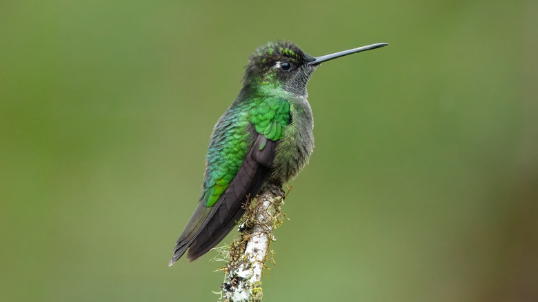 A green hummingbird sitting on a branch