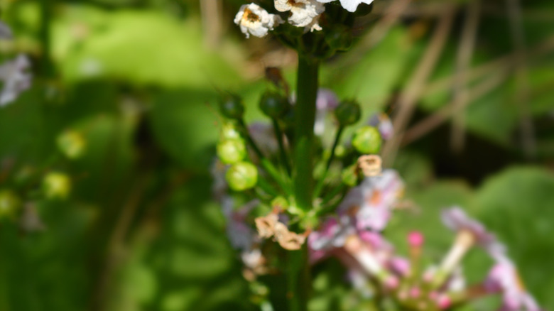 White candelabra primroses in full bloom in a garden