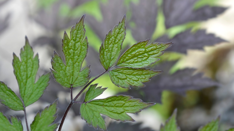 A close-up of a Hillside Black Beauty leaf