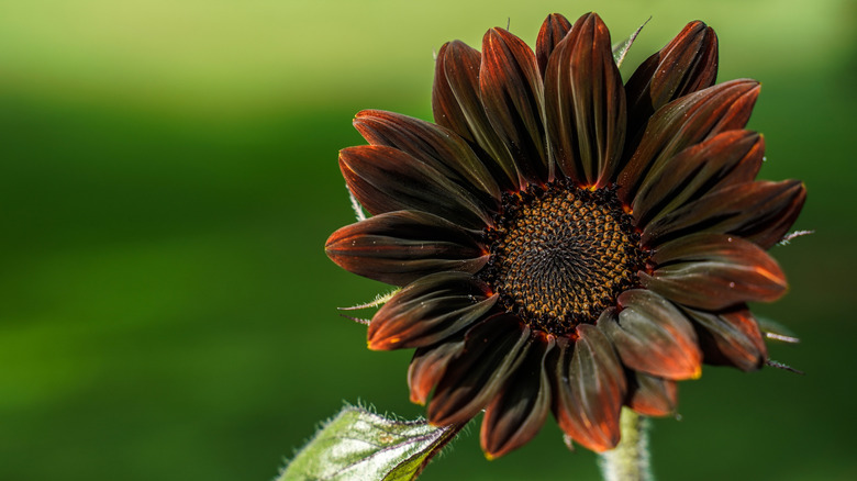 A Chocolate Cherry sunflower.