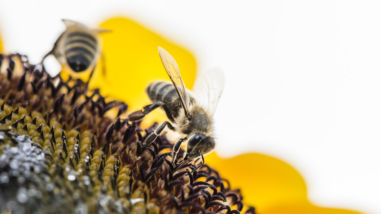 A pollinator-friendly garden.