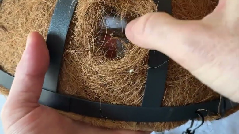 Hands are shown creating a hole in the coir lining of a hanging basket