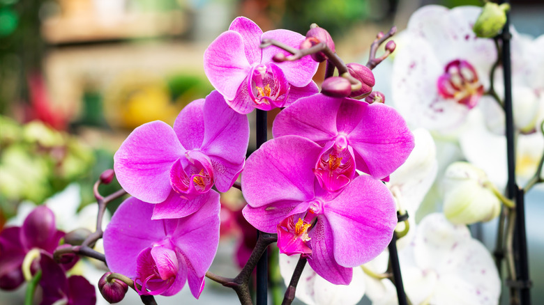 Beautiful purple and white orchids are shown in a close-up shot