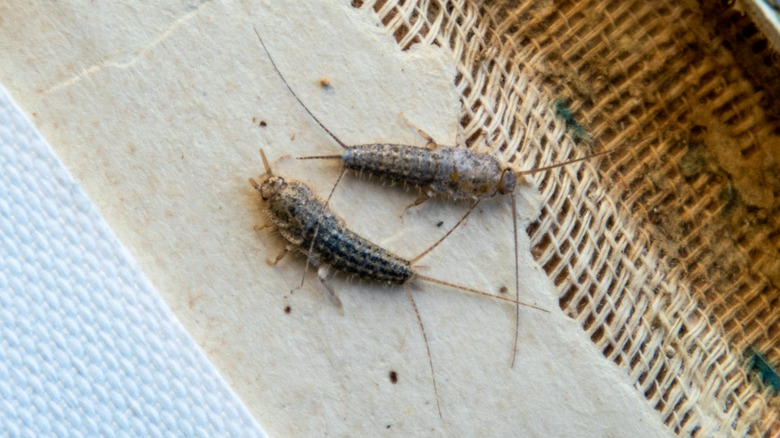 Silverfish on a book