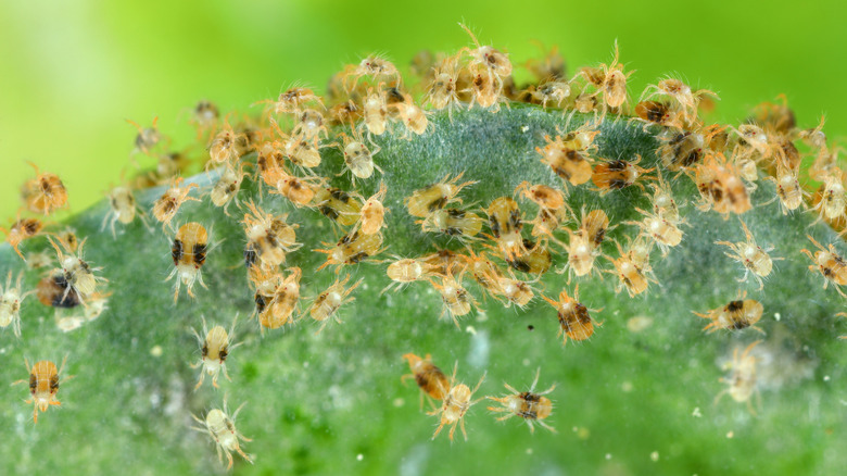 A plant leaf is infested with spider mites who have made a web