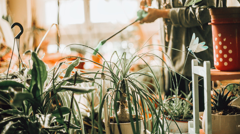 A person applies pesticide spray to a collection of indoor plants.