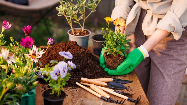 A woman preparing flowers for her garden