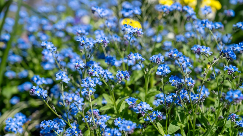 Blue forget-me-nots in a garden