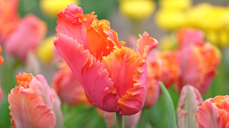 Close-up of pink "Amazing Parrot" tulip blooming in garden