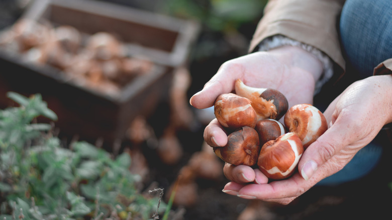 Gardener holding tulip bulbs in garden