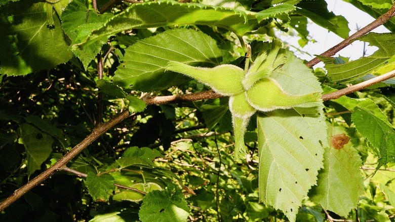 Close-up of a beaked hazelnut with seed husks