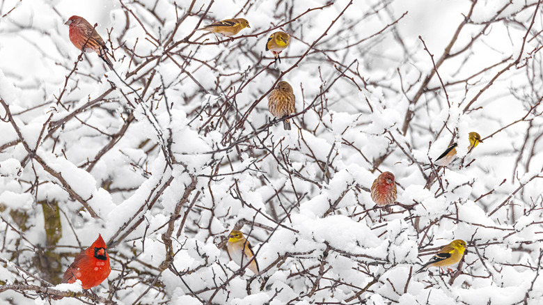 Birds are shown perching on a snow-bound tree in winter.