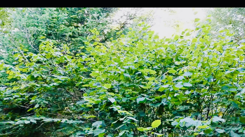A thicket of beaked hazelnut (Corylus cornuta) trees
