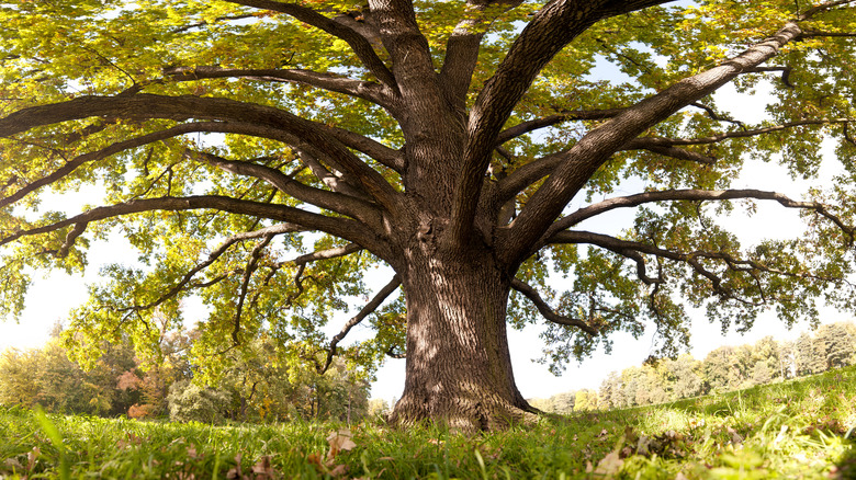 Large oak tree from below