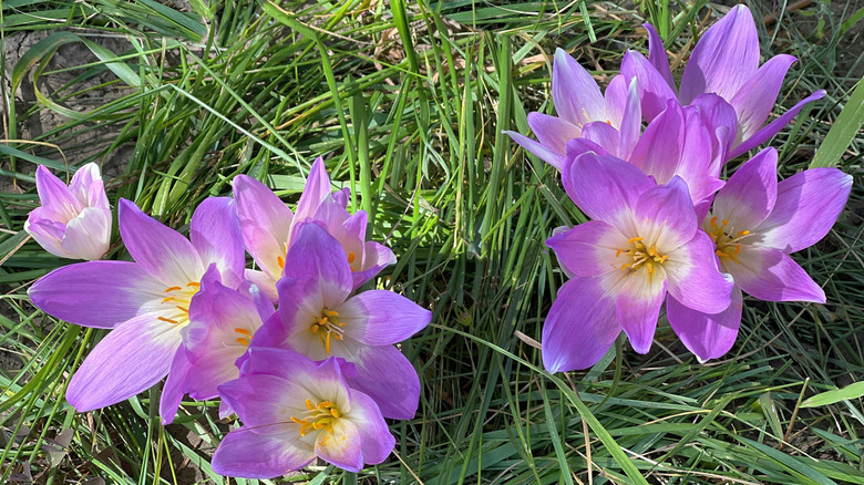 Purple autumn crocuses Colchicum autumnale in bloom