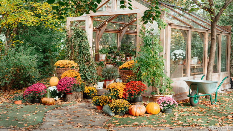 A wooden greenhouse surrounded by autumn flowers and leaves