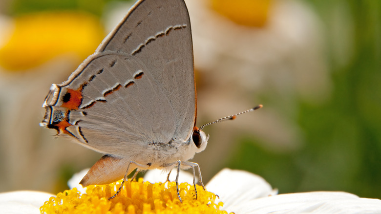 butterfly on shasta daisy