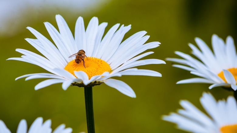 bee on shasta daisy
