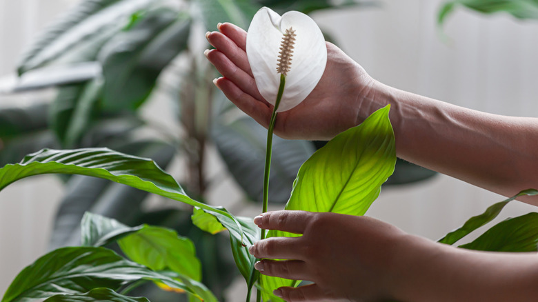 Woman cups a peace lily (Spathiphyllum) spathe in her hand.