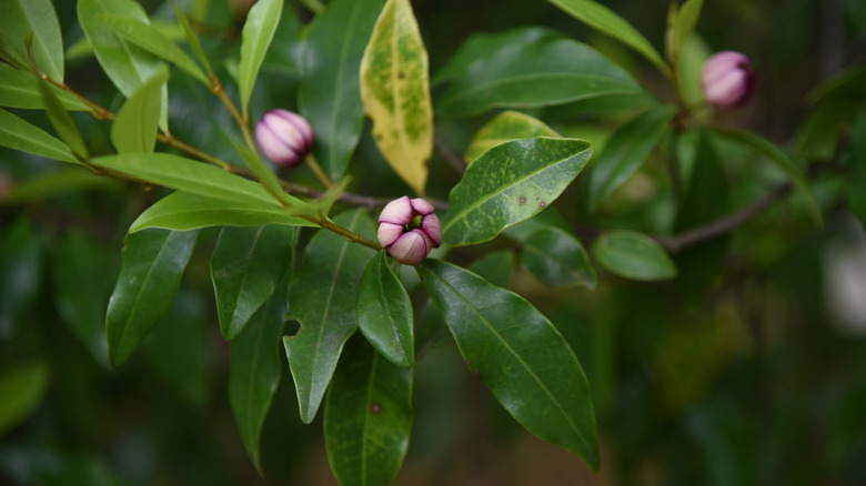 A close-up of the ruby pink buds and green foliage on 'Stellar Ruby' magnolia.