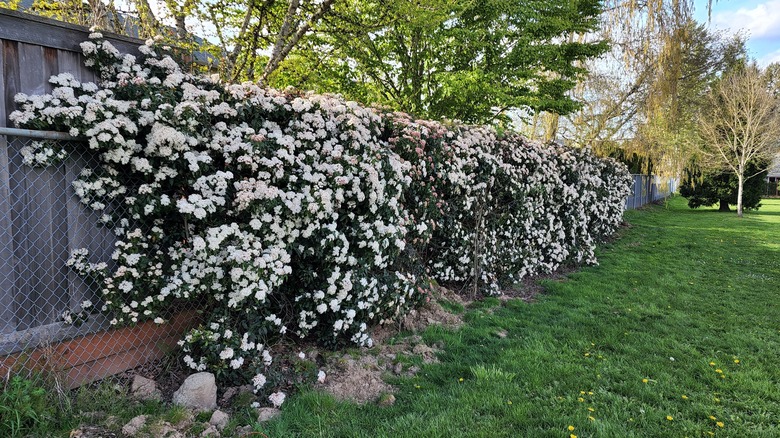 Laurustinus shrubs creating a privacy fence in a garden.