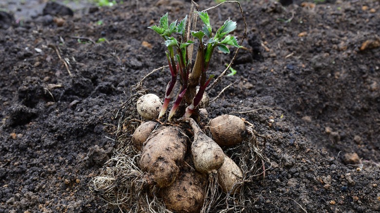 Dahlia tuber with roots