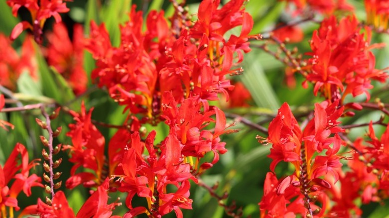 Blooming montbretia in a garden.