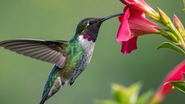 Hummingbird feeding from a red flower.