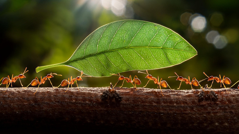 Ants carrying a leaf away