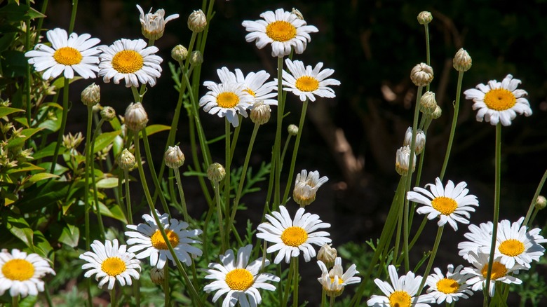 chrysanthemums planted in front of home