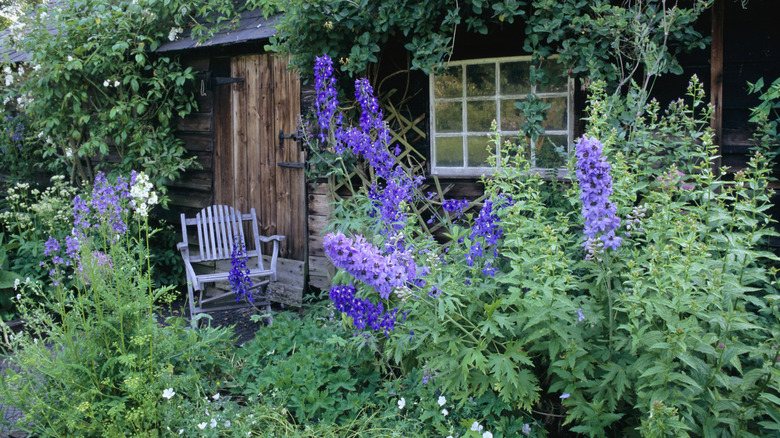 delphinium growing tall in English cottage garden
