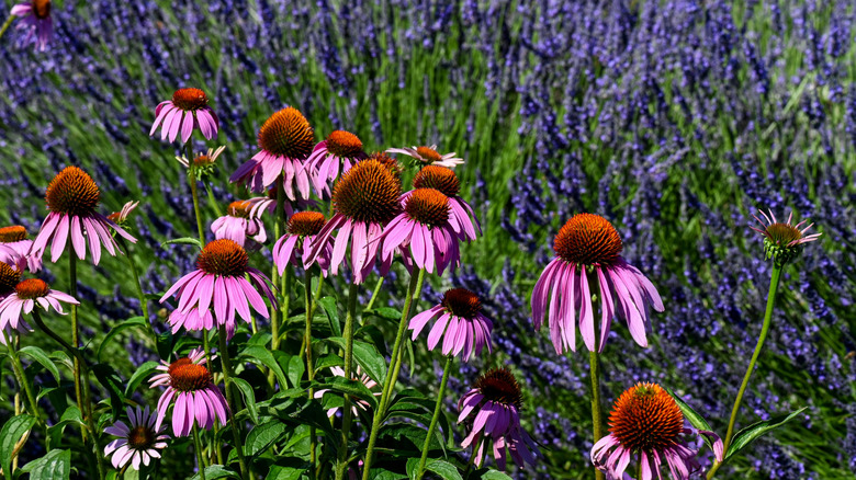 Echinacea blooming in front of a bed of lavender